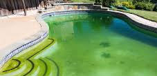 Pool Swimming Pool Green to Clean Service Sarnia