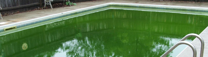 Swimming Pool Green to Clean Service